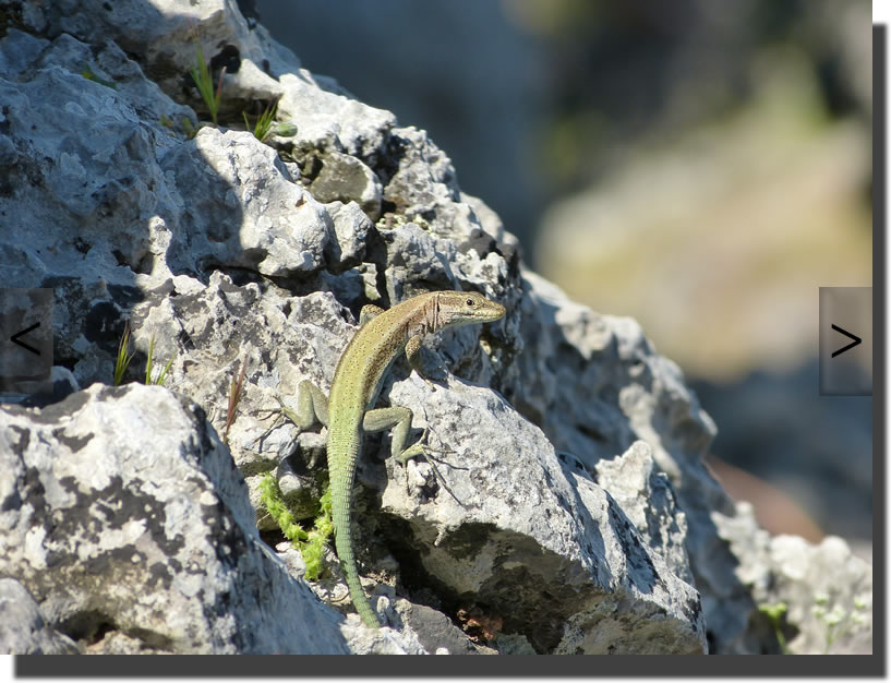 Anatololacerta pelasgiana